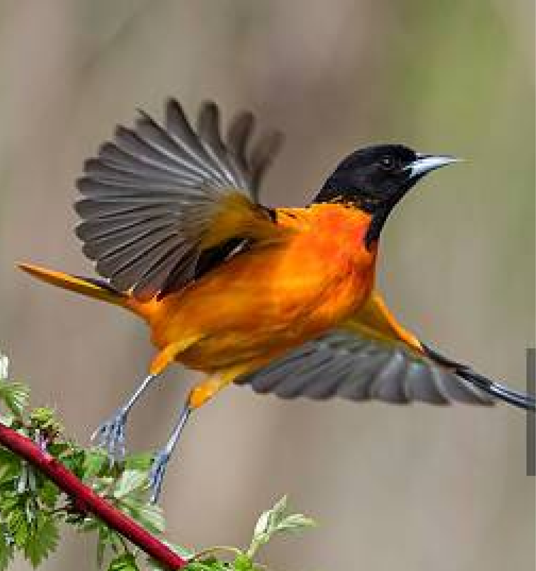 Pássaro Corrupião - Referência